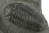 Detailed Austerops Trilobite - Ofaten, Morocco #345186-3